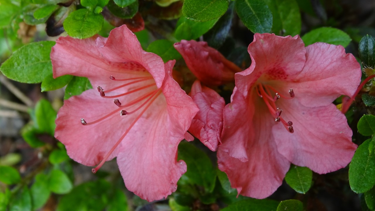 'Gabrielle Hill'
